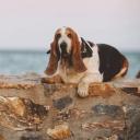 Basset Hound Dog