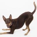 Australian Kelpie