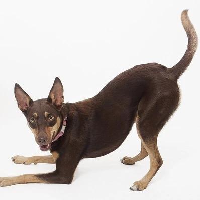 Australian Kelpie Image