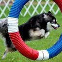 Alaskan Klee Kai in Dog Show