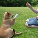 Puppy Dog Training-2