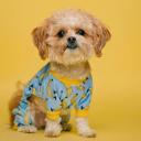 Shih Tzu Dog