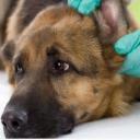 Ear Infections in Dogs