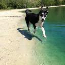 Australian Shepherd Husky Mix