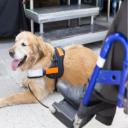 How to Train a Service Dog-3