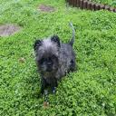 Affenpinscher