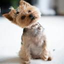 Yorkshire Terrier Dog