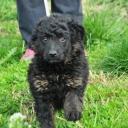 Croatian Sheepdog Puppy