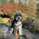 Aussiedoodle Dog