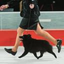 Schipperke in dog show