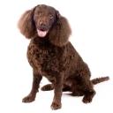 American Water Spaniel Dog