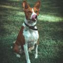 Basenji