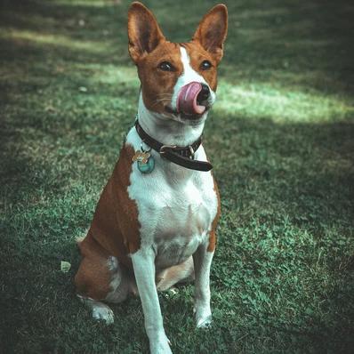 Basenji Image