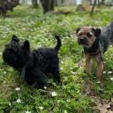 Affen Border Terrier