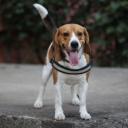 Beagle Photo