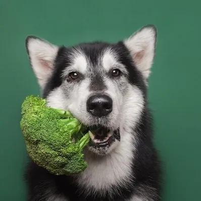 Can Dogs Eat Broccoli? Image