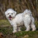 Bolognese Dog Photo