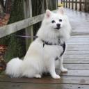 American Eskimo Dog Breed