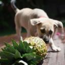 Can Dogs Eat Pineapple-1