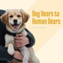 Dog Years to Human Years-3