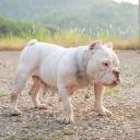 American Bully dog