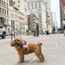 Shih-Poo Breed