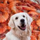 Can Dogs Eat Shrimp