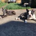 Two Australian Shepherd Pit Bulls