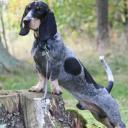 Basset Bleu de Gascogne Photo