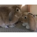 Mini Lop-2