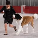 Saint Bernard in Dog Show