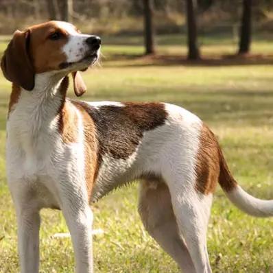 Treeing Walker Coonhound Image