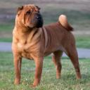 Chinese Shar-Pei Dog Breed