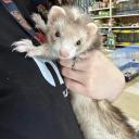 blaze ferret-1