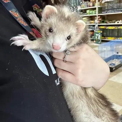 Blaze Ferret Image