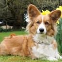 Cardigan Welsh Corgi Dog