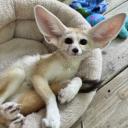 Fennec Fox-2