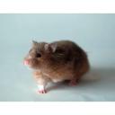 Golden Hamster