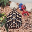 Greek Tortoise-1