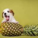 Can Dogs Eat Pineapple