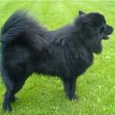 Swedish Lapphund