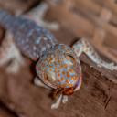 Tokay Gecko-1