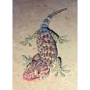 Tokay Gecko