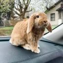 Holland Lop-2