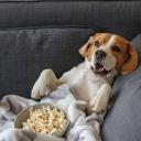 Can Dogs Eat Popcorn