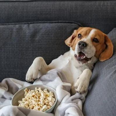 Can Dogs Eat Popcorn? Image