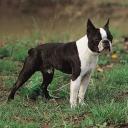 Boston Terrier Dog