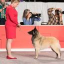 Belgian Tervuren Dog