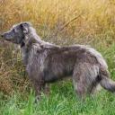 Scottish Deerhound breed