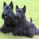 Two Scottish Terriers